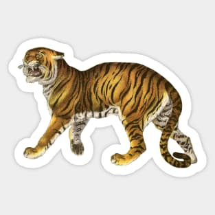 Wild Safari Tiger Sticker